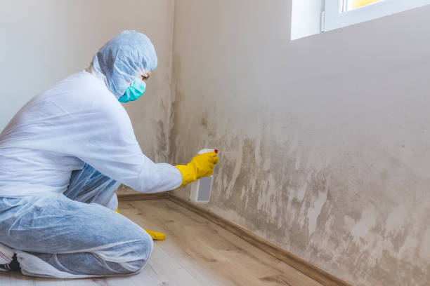 Black mold inspection in Decatur